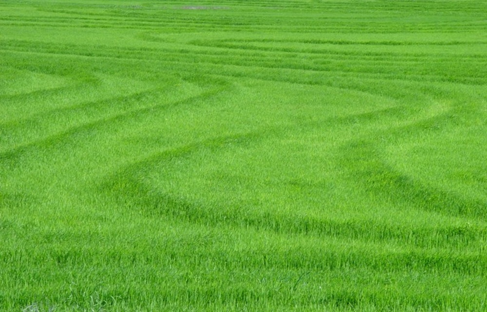 Ir para  <p>De acordo com o &uacute;ltimo levantamento elaborado pelos N&uacute;cleos de Assist&ecirc;ncia T&eacute;cnica e Extens&atilde;o Rural (Nates) do Instituto Rio Grandense do Arroz (Irga), a semeadura da safra 2016/17 de...